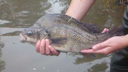 A tagged Macquarie Perch (photo courtesy of Arthur Rylah Institute)